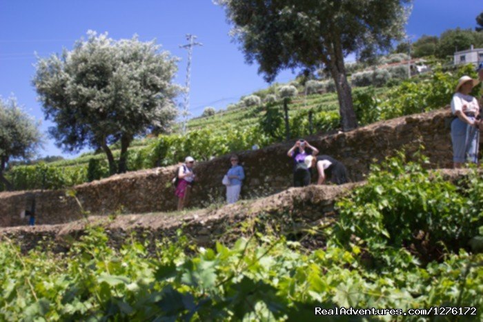 Hiking in Douro | Douro Vineyards Hike 8D | Image #9/16 | 