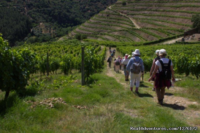 Hiking in Douro | Douro Vineyards Hike 8D | Image #11/16 | 