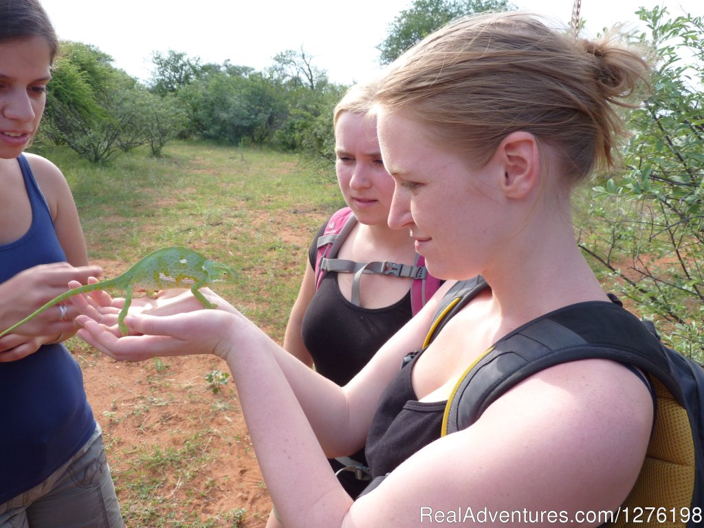 Volunteers with chameleon | Wildlife Volunteering South Africa | Image #3/12 | 