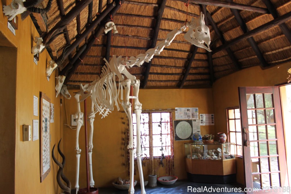 Giraffe skeleton in Eco Centre | Wildlife Volunteering South Africa | Image #6/12 | 