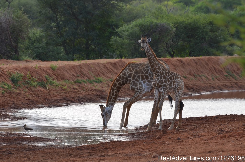 Giraffes drinking | Wildlife Volunteering South Africa | Image #7/12 | 