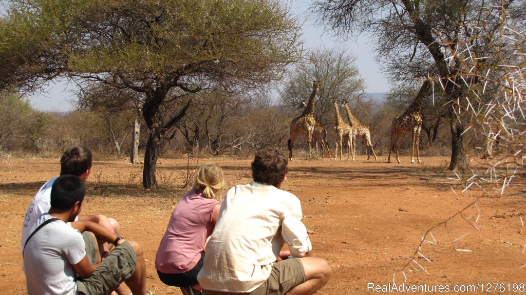 Volunteers tracking giraffe on foot | Wildlife Volunteering South Africa | Image #2/12 | 