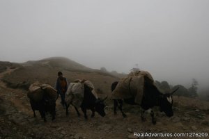 Singalila Trek - DARJEELING | Darjeeling, India | Hiking & Trekking