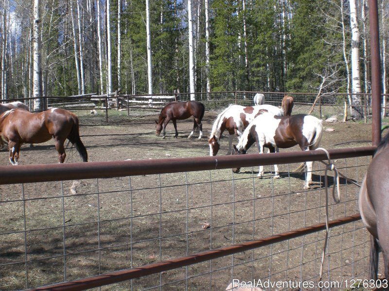 Horses done for the day | Horseback Wilderness Camping & Fishing Trips | Image #2/7 | 