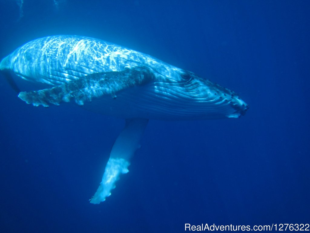 Humpback Whale Watching July-October | Friendly Islands Kayak Company, Kingdom Of Tonga | Image #17/25 | 