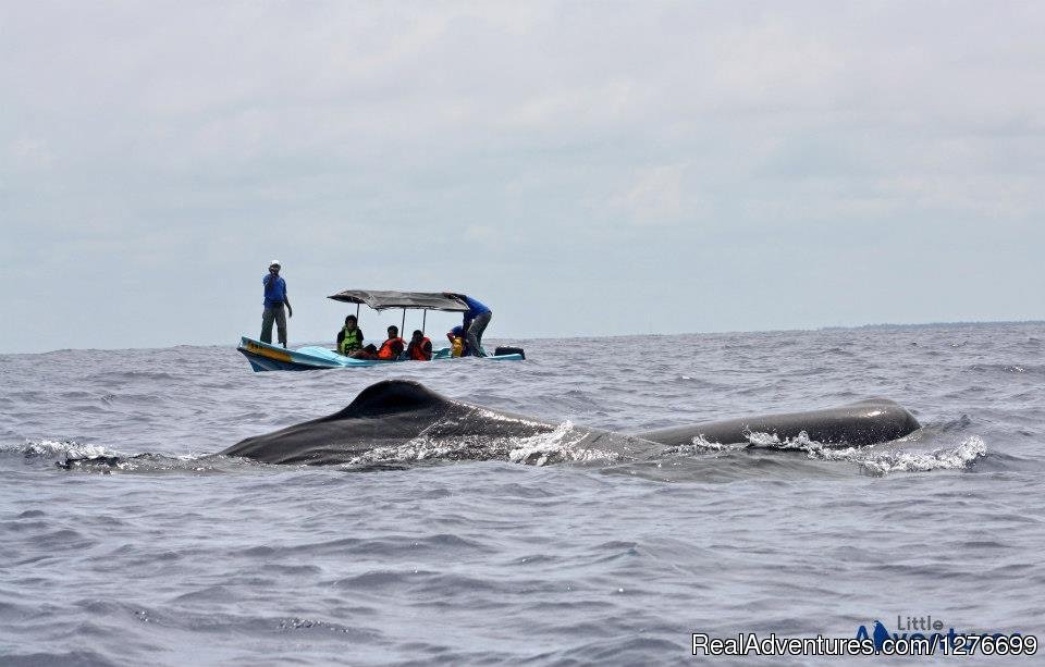 Whale watching off the resort Beach. | Hotel and Eco Resort with Beach chalets | Image #10/26 | 
