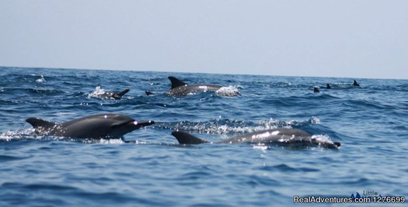 Dolphin watching | Hotel and Eco Resort with Beach chalets | Image #11/26 | 