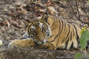 Wildlife Safari mainly for Tiger. | Tala, India Bed & Breakfasts | India Bed & Breakfasts