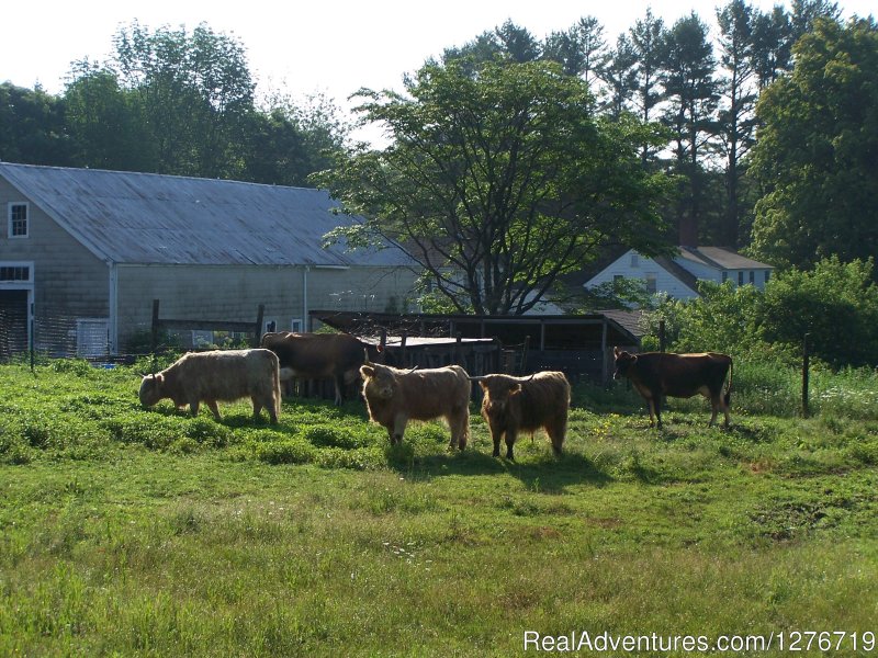 Working farm | The Guest House at Mustard Seed Farm | Image #2/3 | 