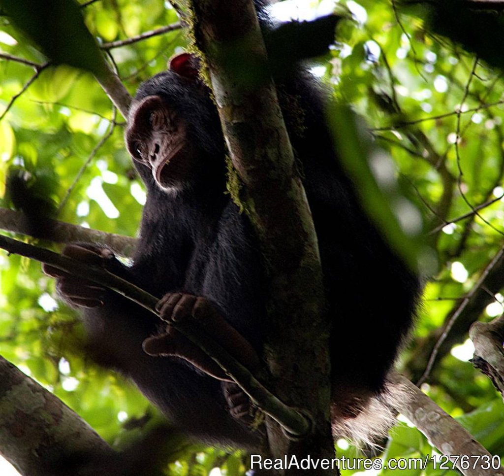 Chimpanzee | Uganda Tours and Safaris | Image #2/4 | 