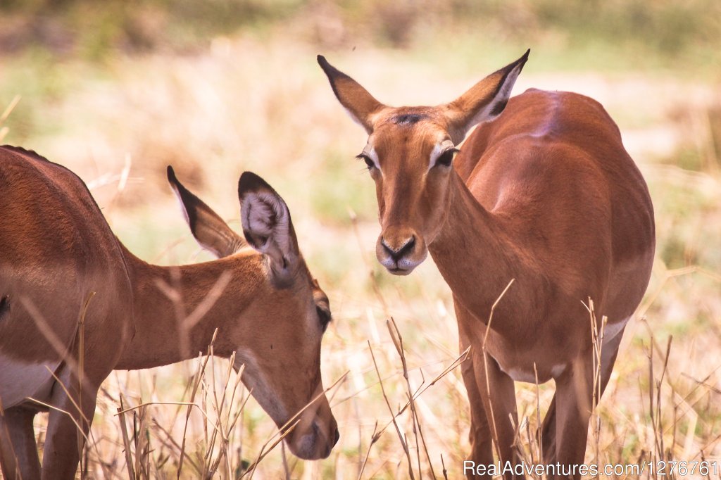 Female Impala | 12 Days Kenya and Tanzania Wildlife Safari | Image #4/26 | 