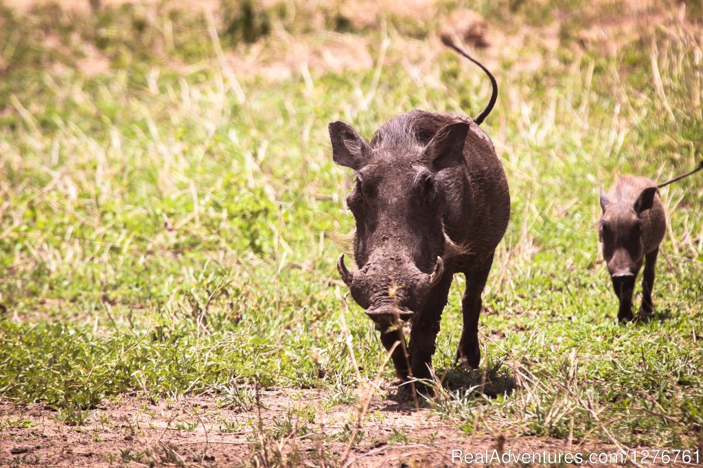 Warthog and baby | 12 Days Kenya and Tanzania Wildlife Safari | Image #2/26 | 