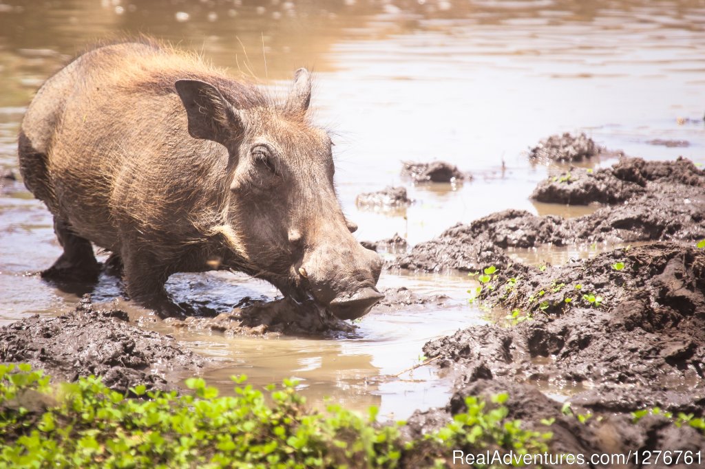 Warthog | 12 Days Kenya and Tanzania Wildlife Safari | Image #6/26 | 