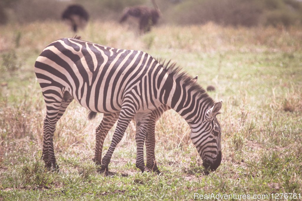 Zebra | 12 Days Kenya and Tanzania Wildlife Safari | Image #12/26 | 