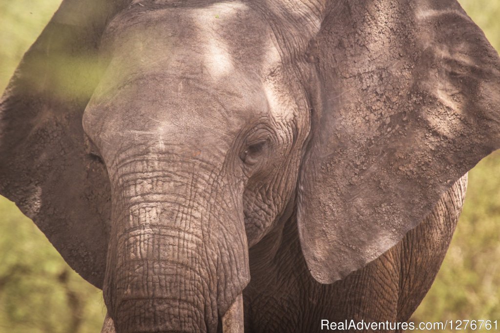 Elephant | 12 Days Kenya and Tanzania Wildlife Safari | Image #16/26 | 