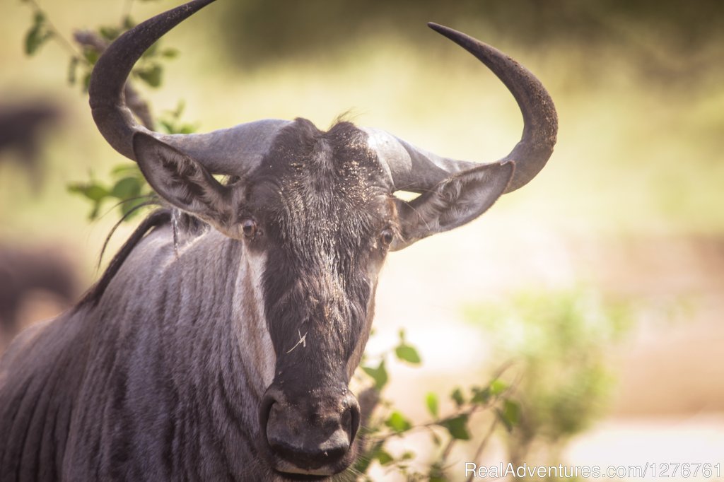 Wildebeest | 12 Days Kenya and Tanzania Wildlife Safari | Image #21/26 | 