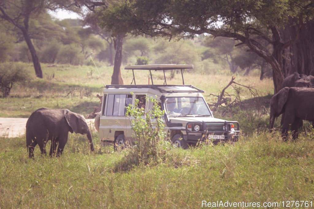 Game Drive | 12 Days Kenya and Tanzania Wildlife Safari | Arusha, Tanzania | Wildlife & Safari Tours | Image #1/26 | 