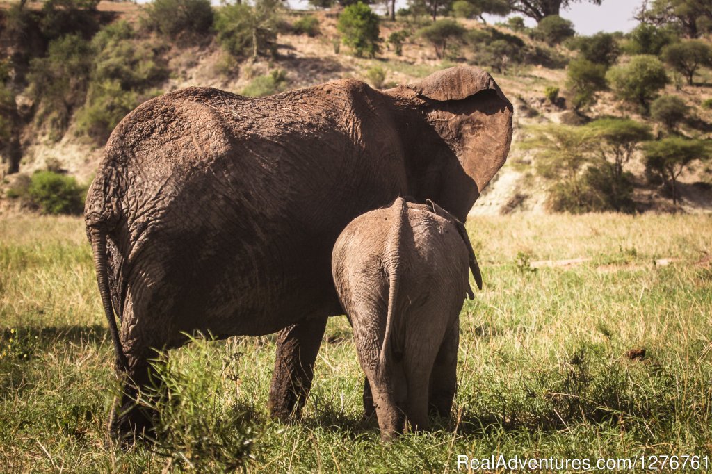 Elephant with baby | 12 Days Kenya and Tanzania Wildlife Safari | Image #23/26 | 