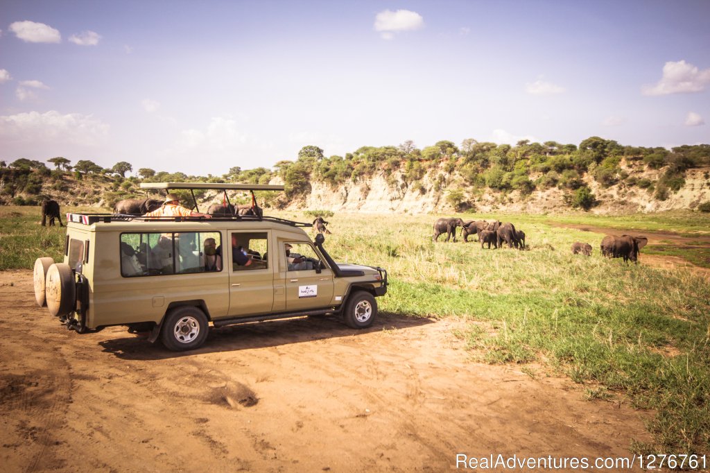 Watching Elephant Head | 12 Days Kenya and Tanzania Wildlife Safari | Image #20/26 | 