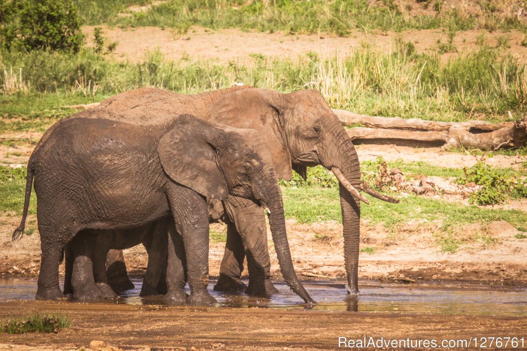 Elephant | 12 Days Kenya and Tanzania Wildlife Safari | Image #26/26 | 