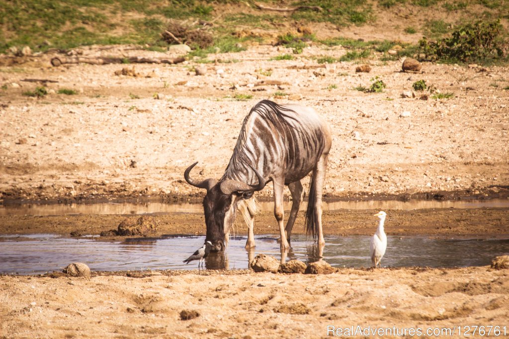 Wildebeest | 12 Days Kenya and Tanzania Wildlife Safari | Image #18/26 | 