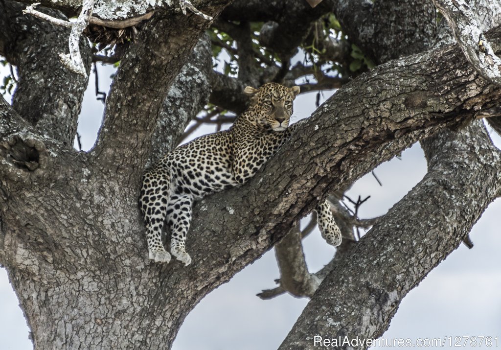 Leopard | 12 Days Kenya and Tanzania Wildlife Safari | Image #25/26 | 