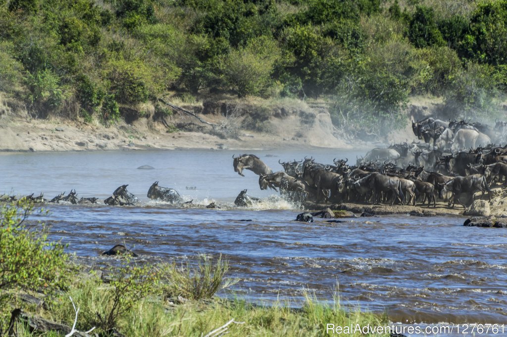 Mara River Crossing | 12 Days Kenya and Tanzania Wildlife Safari | Image #14/26 | 