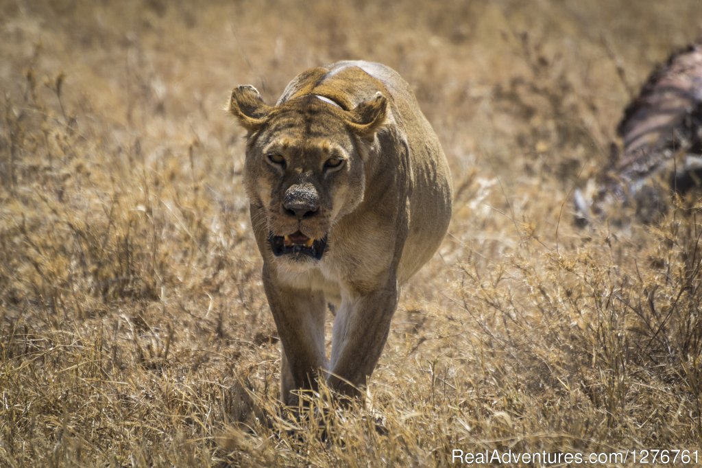 Lioness | 12 Days Kenya and Tanzania Wildlife Safari | Image #8/26 | 