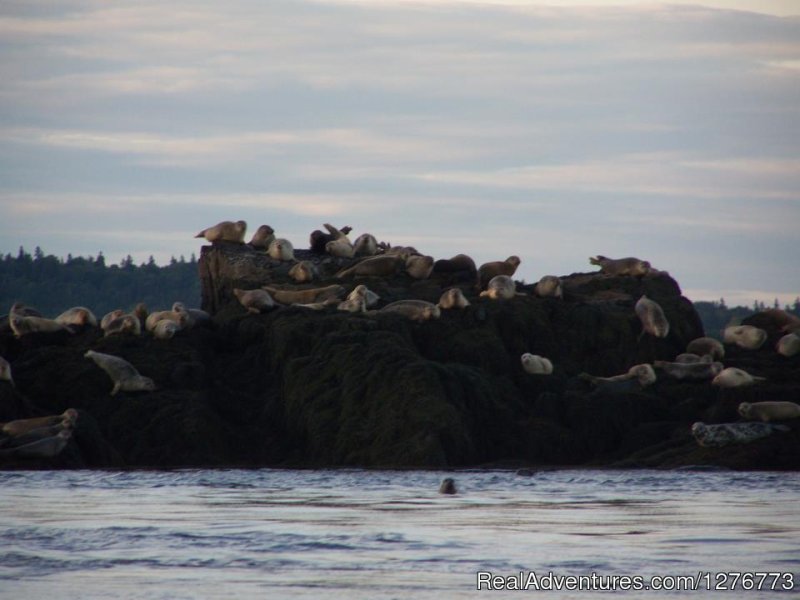 Seals | St. Andrews Ocean Adventures Whale Watching | Image #2/6 | 