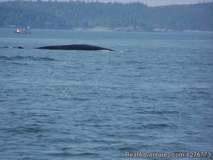 St. Andrews Ocean Adventures Whale Watching | Image #4/6 | 