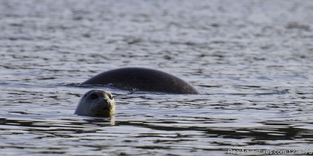 St. Andrews Ocean Adventures Whale Watching | Image #5/6 | 