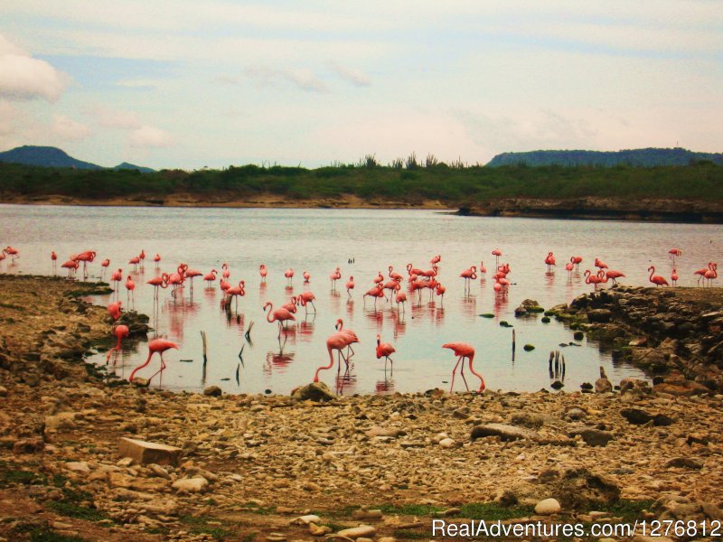 Flamingos | 30% off thru Dec. 31, Spectacular Oceanfront Condo | Image #23/24 | 