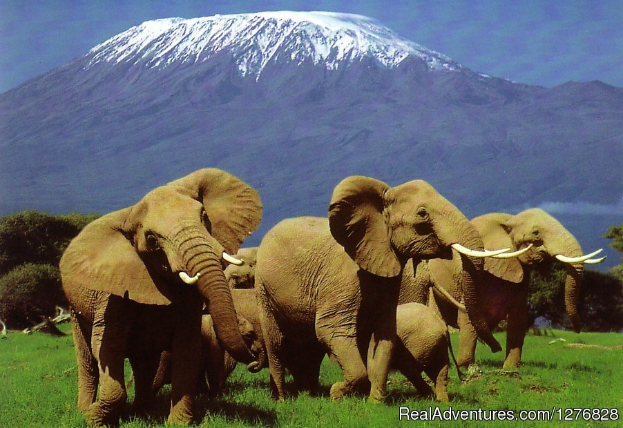 3 Days Amboseli Safari, Kenya | safaris bron in Kenya and Tanzania | Image #3/5 | 