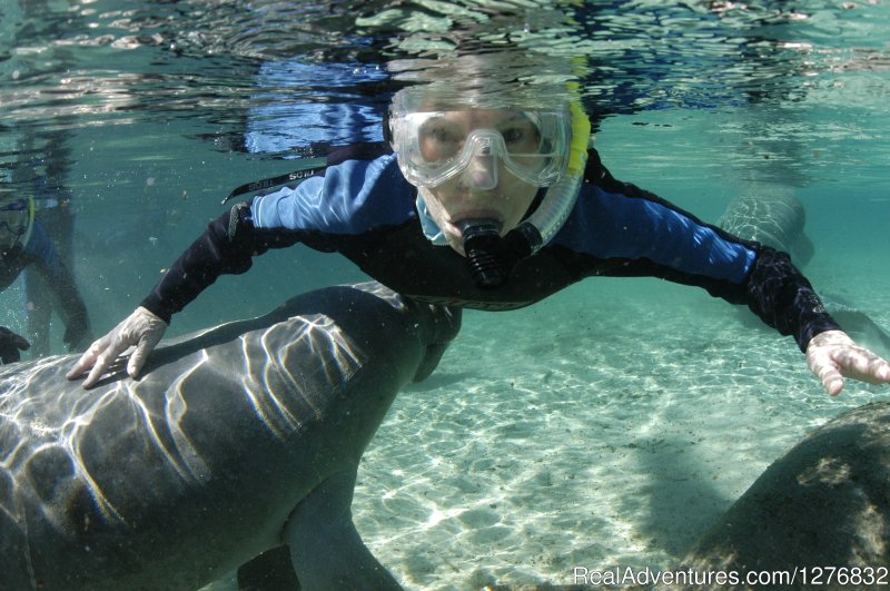 Snorkeling with the manatees | Snorkeling Eco Tours with Manatees | Orlando, Florida  | Eco Tours | Image #1/1 | 
