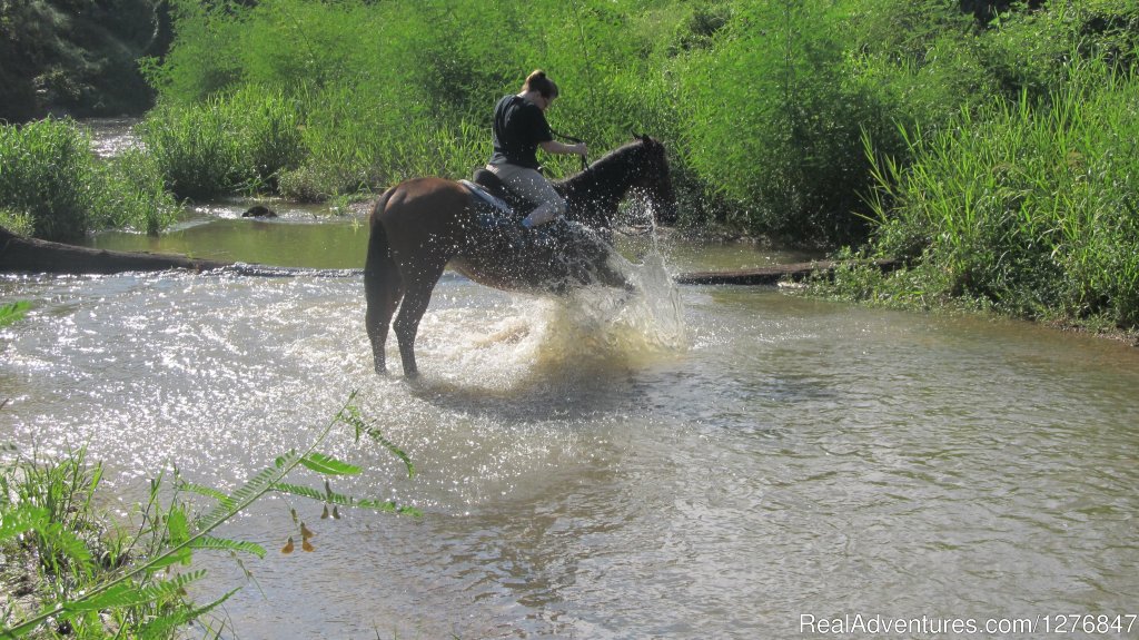 Our horses do love to play in the water. | Horseback riding/lessons on beautiful Spring Creek | Image #8/24 | 