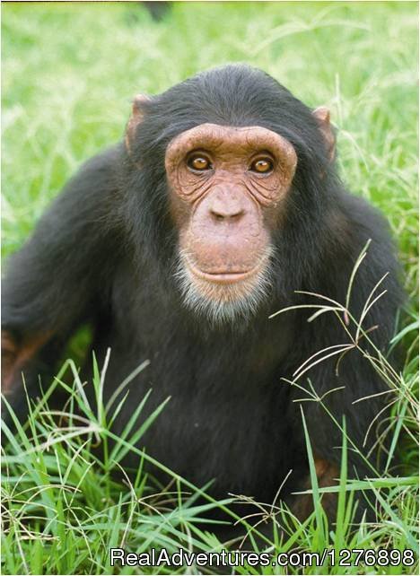 Chimpanzee Tracking Adventures | Uganda your gateway for holiday tour experience | Kampala, Uganda | Wildlife & Safari Tours | Image #1/5 | 