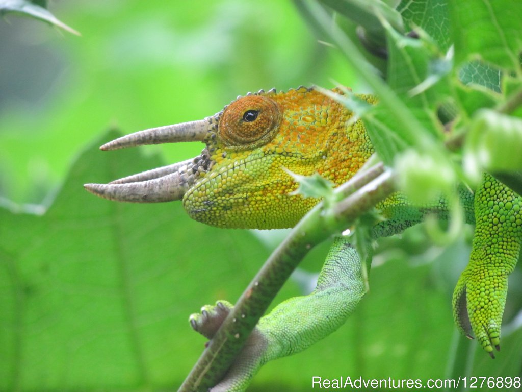Rwenzoriessis three horned chameleons. | Uganda your gateway for holiday tour experience | Image #2/5 | 