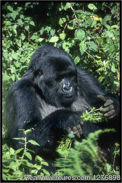 Giant Gorillas | Uganda your gateway for holiday tour experience | Image #5/5 | 