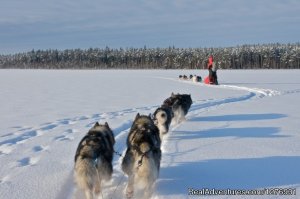 Dog sledding adventures | Alavere, Estonia