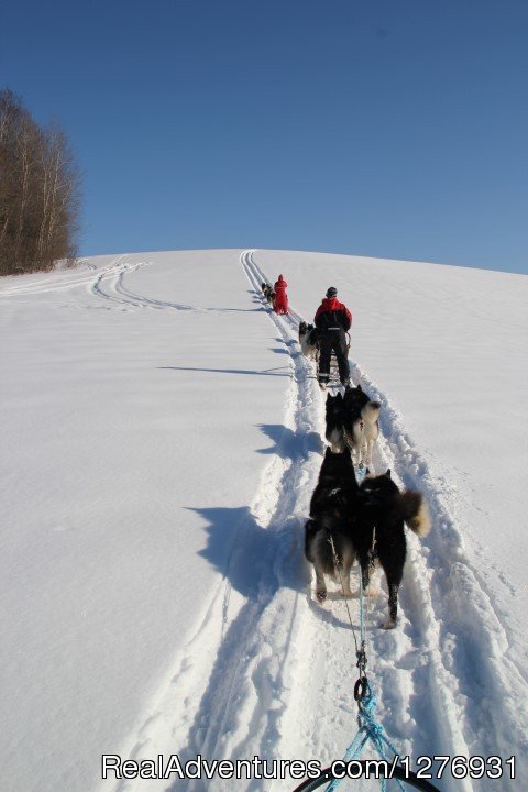 Dog sledding adventures | Image #2/12 | 