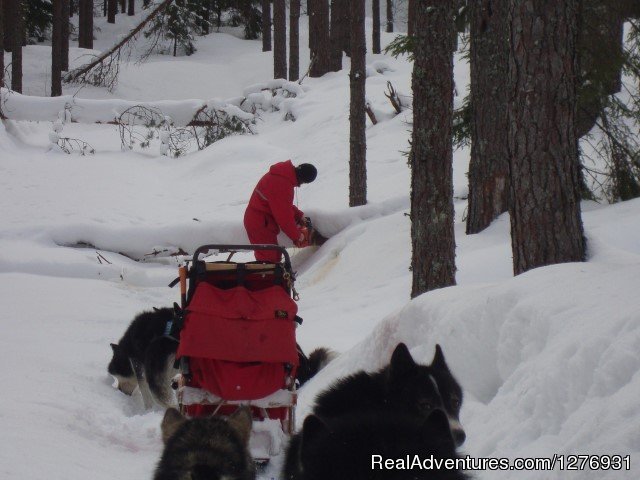 Dog sledding adventures | Image #3/12 | 