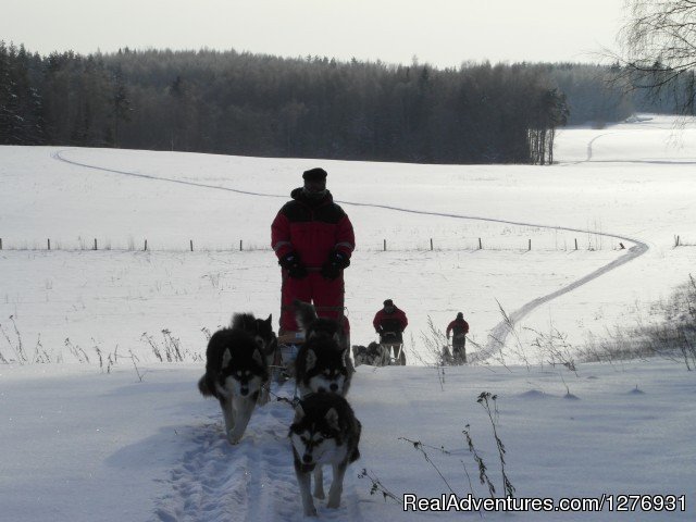 Dog sledding adventures | Image #8/12 | 