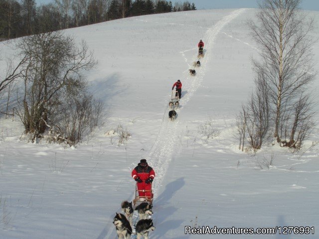 Dog sledding adventures | Image #9/12 | 