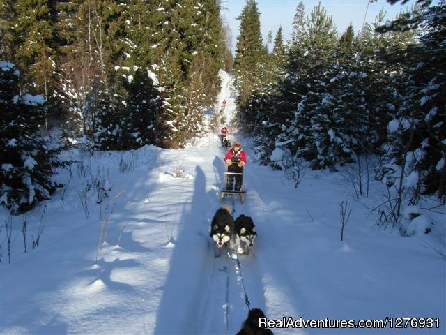 Dog sledding adventures | Image #12/12 | 
