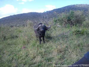 Budget Kenya safari,Safari to Kenya,Africa Travel | Central, Kenya Tourism Center | Kisumu, Kenya