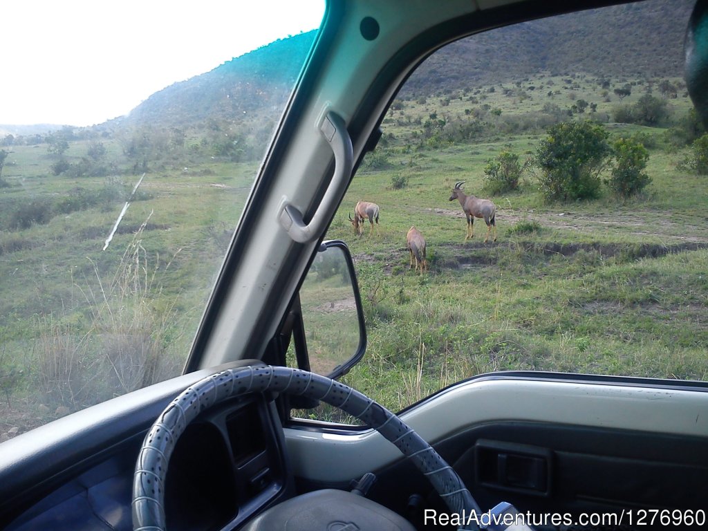 Toppy The Antelope | Budget Kenya safari,Safari to Kenya,Africa Travel | Image #6/7 | 
