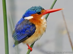 KING DAWIT TOURS ETHIOPIA- Abyssinia  birds tour