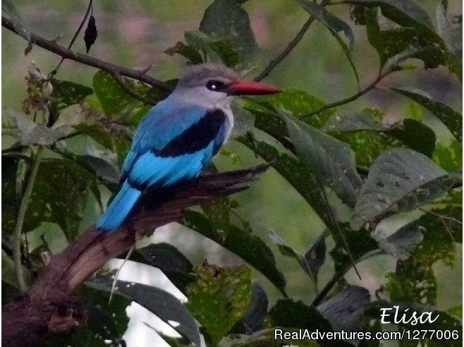 KING DAWIT TOURS ETHIOPIA- Abyssinia  birds tour | Image #2/6 | 