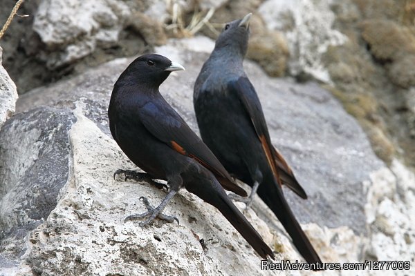 KING DAWIT TOURS ETHIOPIA- Abyssinia  birds tour | Image #6/6 | 