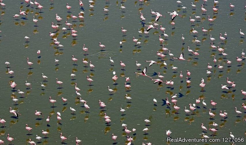 Flamingos | 9 Days Kenya Flying Safari | Image #11/15 | 